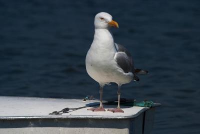 Pamet Harbor Gull
