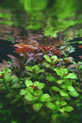 Ludwigia repens (green) mixed with Ludwigia repens Rubin (red)