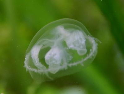 Freshwater-Jellyfish