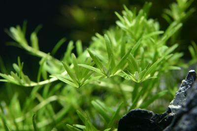 24th day - Rotala sp. Green