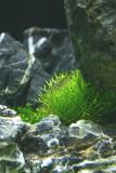 Riccia fluitans