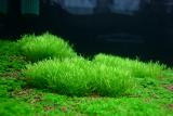 Riccia fluitans