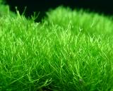 Riccia fluitans