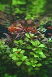 Ludwigia repens (green) mixed with Ludwigia repens Rubin (red)