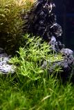 24th day - Rotala sp. Green