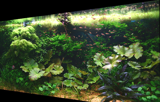 1 year old tank