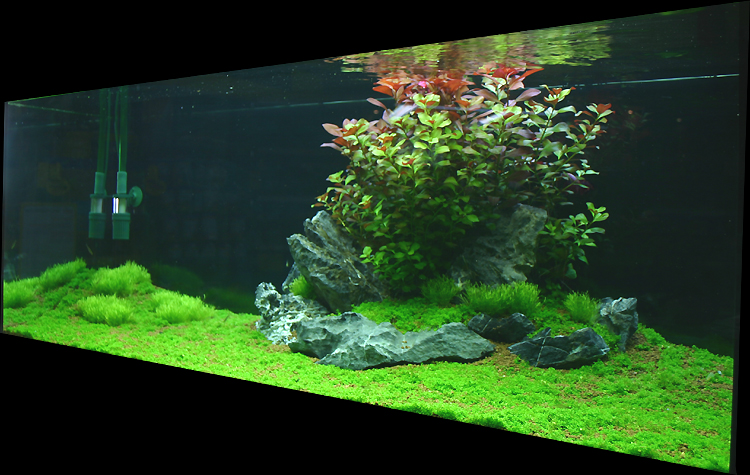 25th day after set up