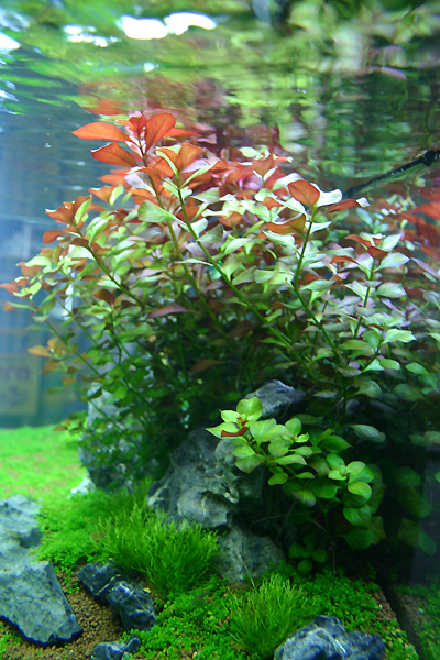 25th day after set up