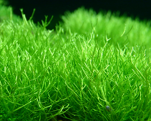 Riccia fluitans