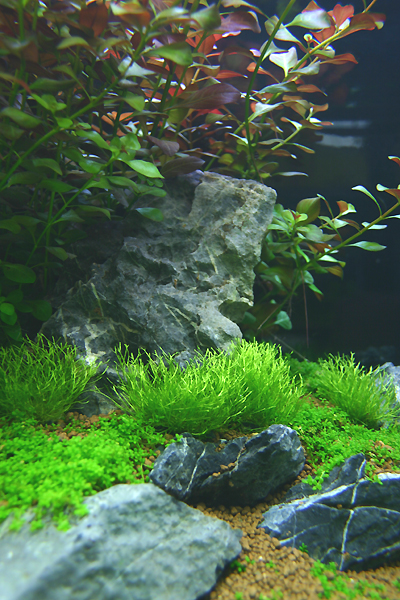 Heminathus callitrichoides and Riccia fluitans