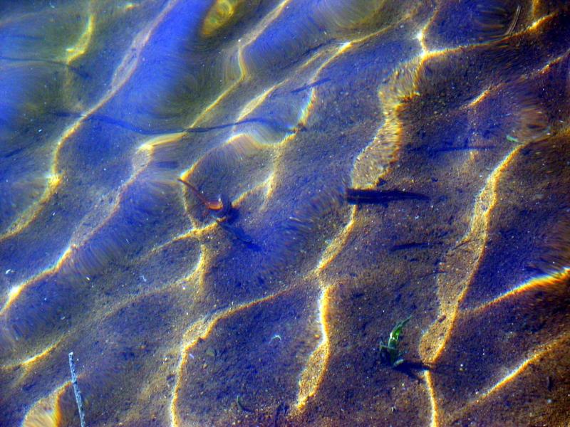 Newts and Ripples