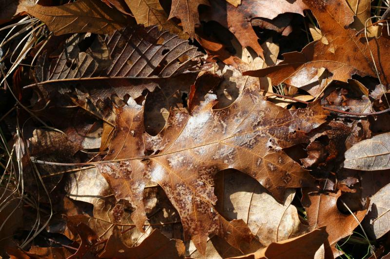 2004-12-08: Dead Leaves