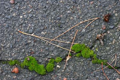 2004-12-08: Moss in Asphalt