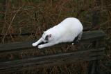 I Ching Stretching in the Rain