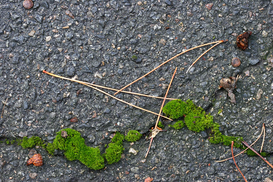 2004-12-08: Moss in Asphalt