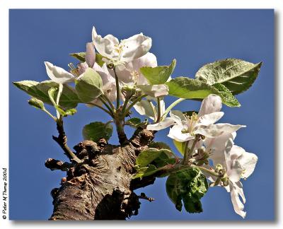 Remember Spring