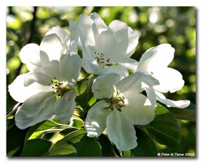 Blossom