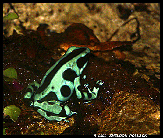 green-&-black-frog.jpg