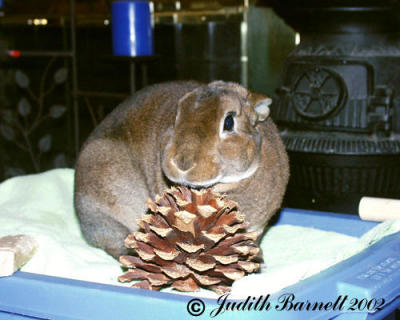 Don't Touch My Pine Cone!