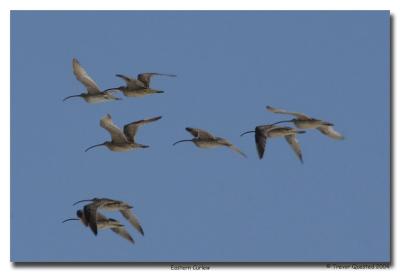 u8/primrose_park_ph/medium/32907198.EasternCurlew.jpg