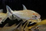Brycon melanoplerus