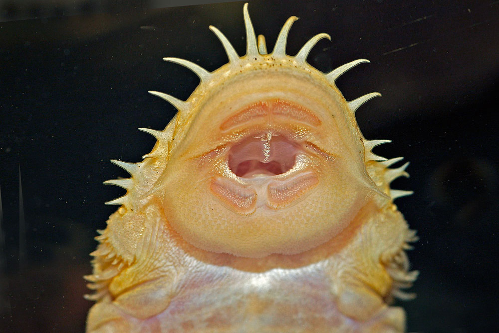 Ancistrus (albino)