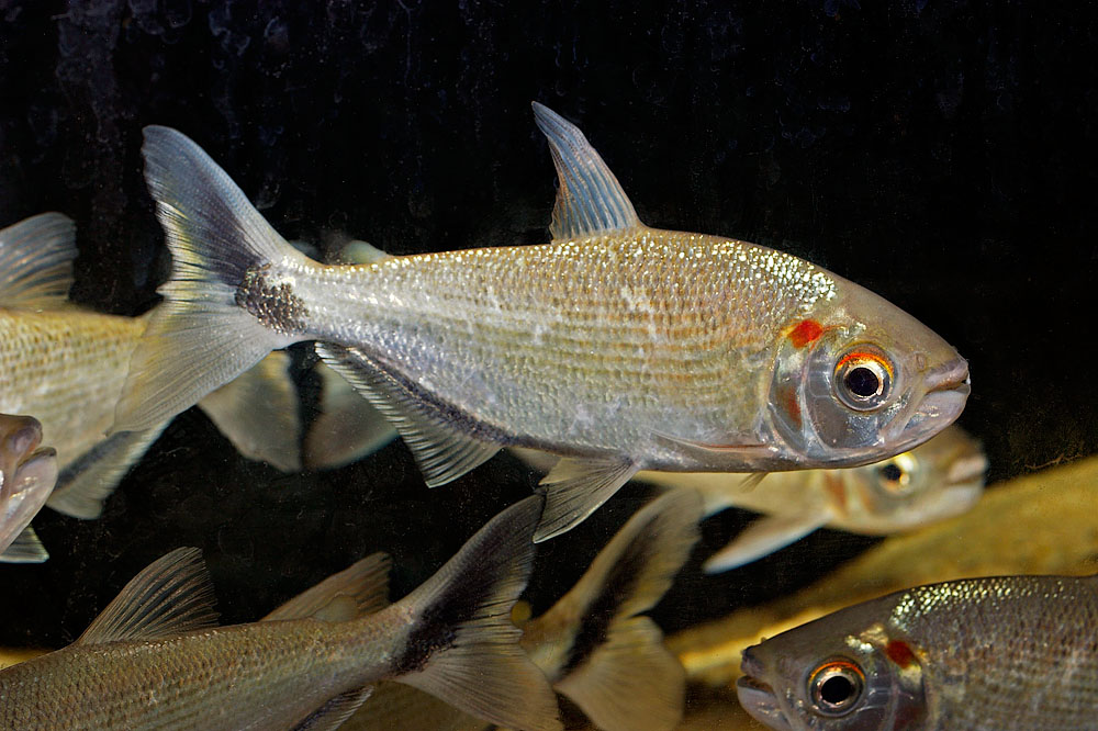 Brycon melanoplerus