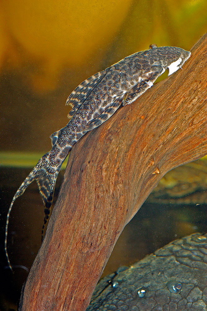 Hemiloricaria sp. Peru