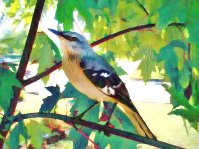 Mockingbird