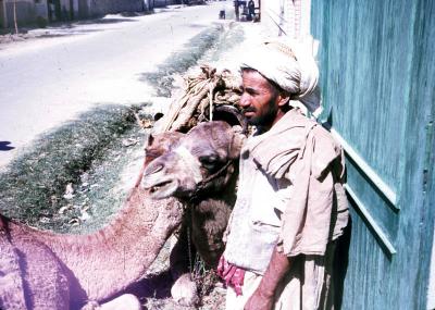 Man and his Camels