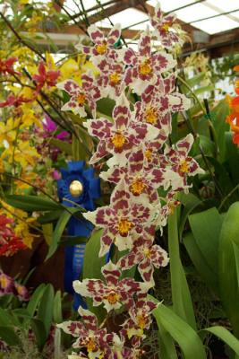 Orchid Show