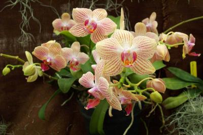 Orchids