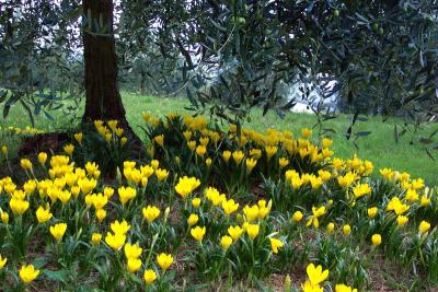 Olive Tree & Crocus Flowers