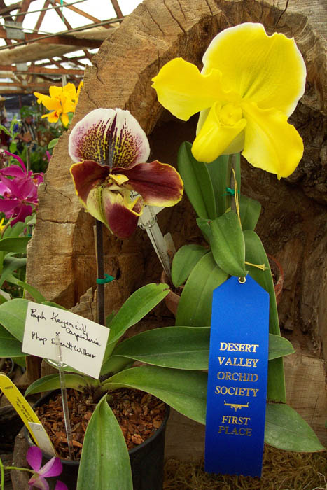 First Place, Desert Valley Orchid Society