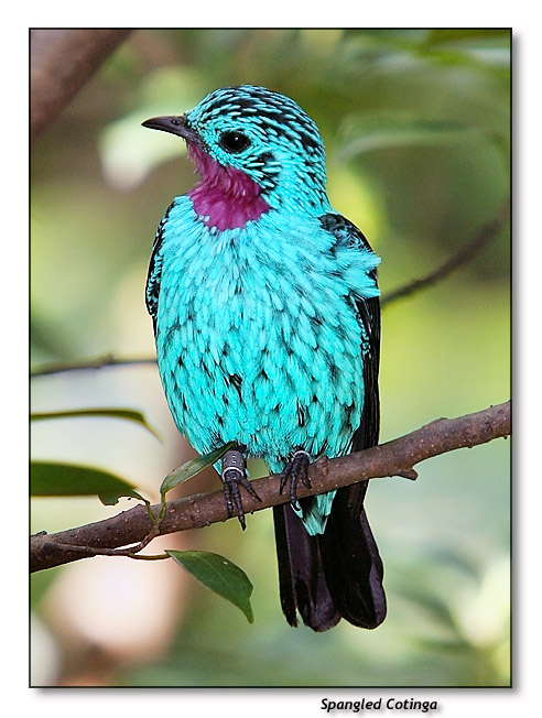 Spangled Cotinga