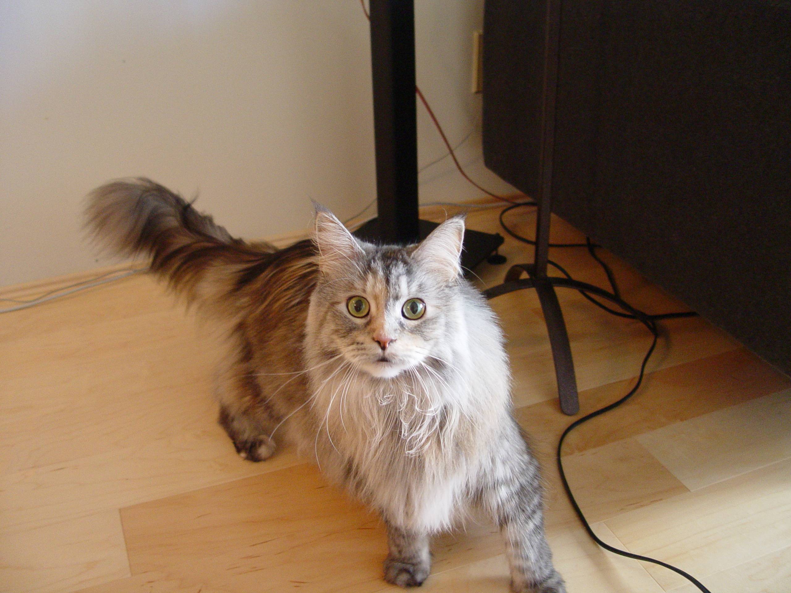 Bootsie: the Maid of Honour