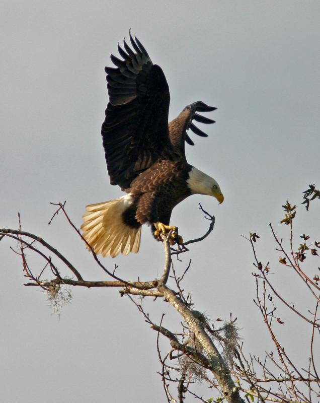 Eagle with wings up.jpg