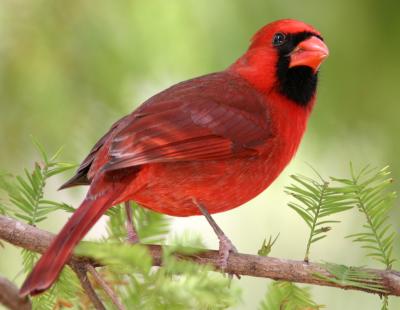 Cardinal male Chestnut99.jpg