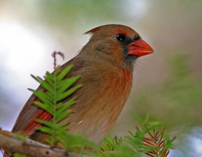 Cardinal female99.jpg