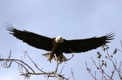 Eagle Swooping down.jpg