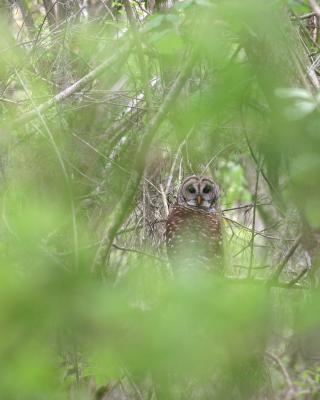 Owl from a distance.jpg