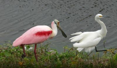 spoonbill on the chase.jpg