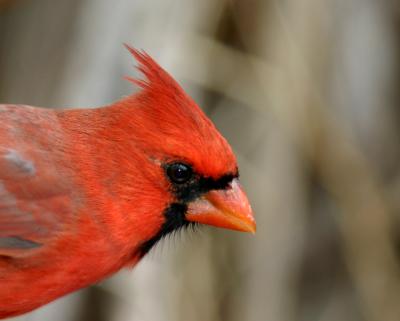 Cardinal head.jpg