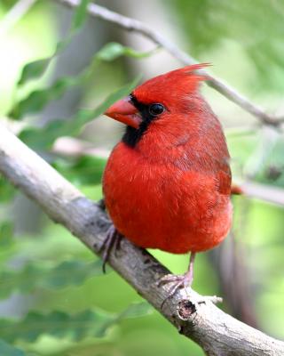 Cardinal on branch 22.jpg