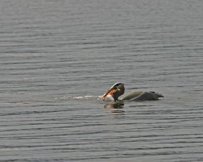 Great Blue Heron acting like a Pelican.jpg