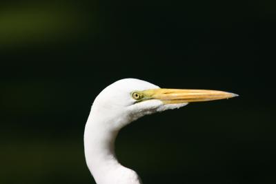 Great Egrets other side.jpg