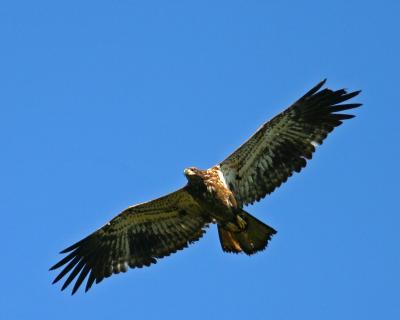 Eagle young 1.jpg