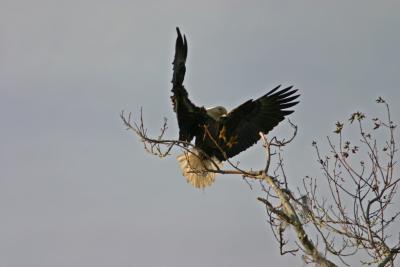 Eagle putting on the brakes.jpg