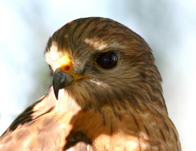 Red shouldered hawk124.jpg