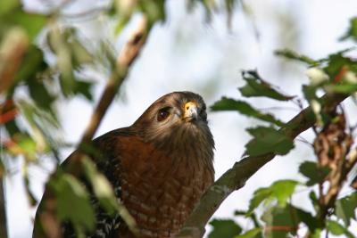 Redshouldered Hawk114.jpg